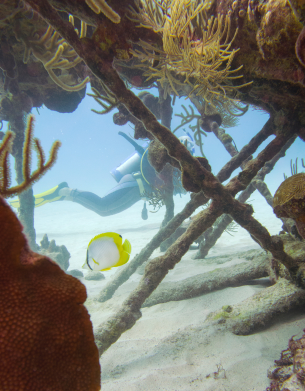 Bermuda’s shipwrecks are a haven for reef fish.